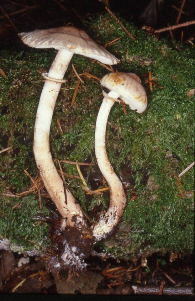 Lepiota fuliginescens image
