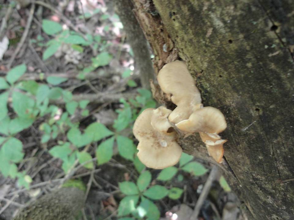 Royoporus badius image