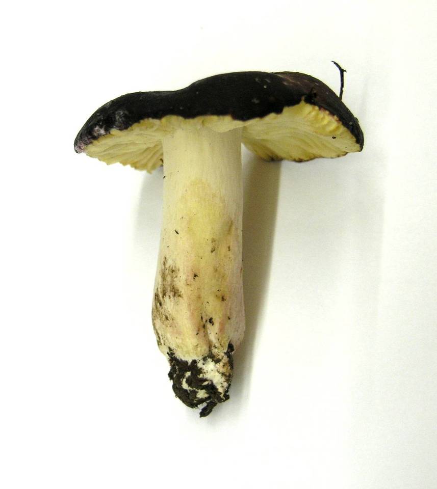 Russula punicea image