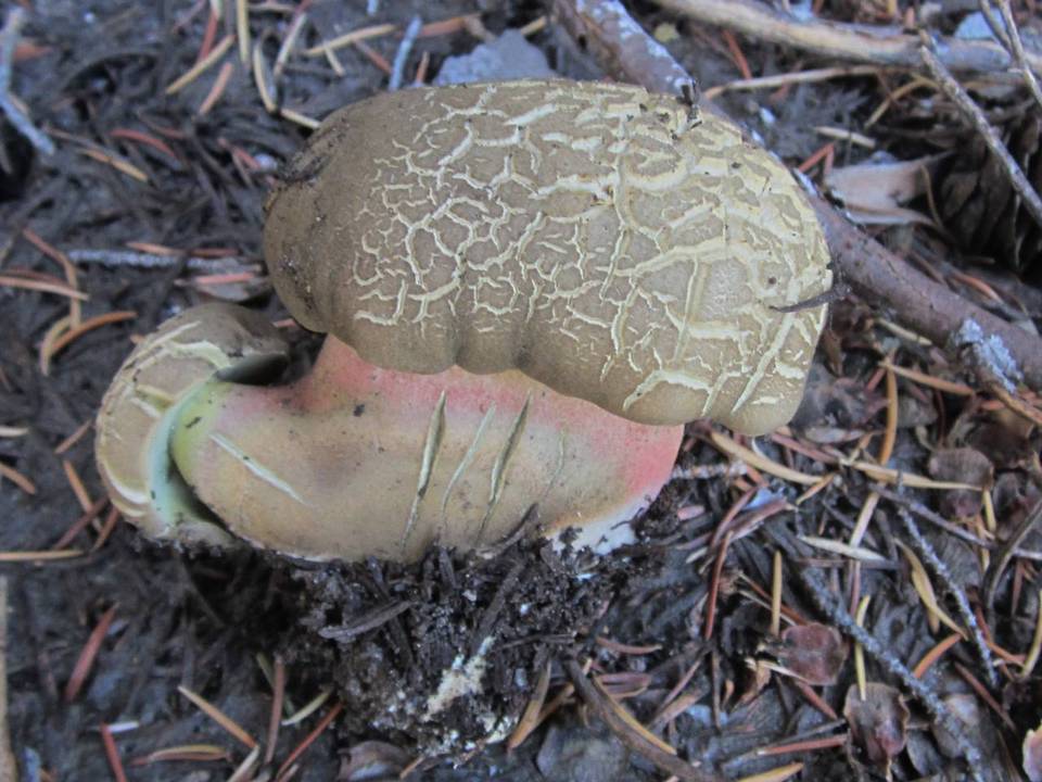 Boletus calopus var. frustosus image