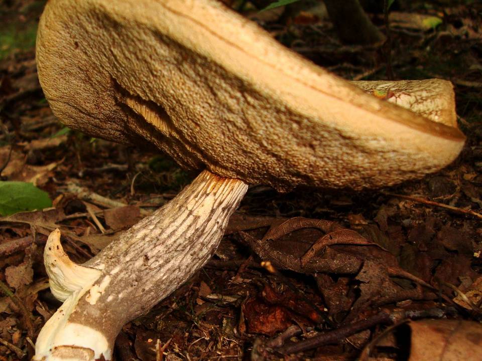 Leccinum albellum f. reticulatum image