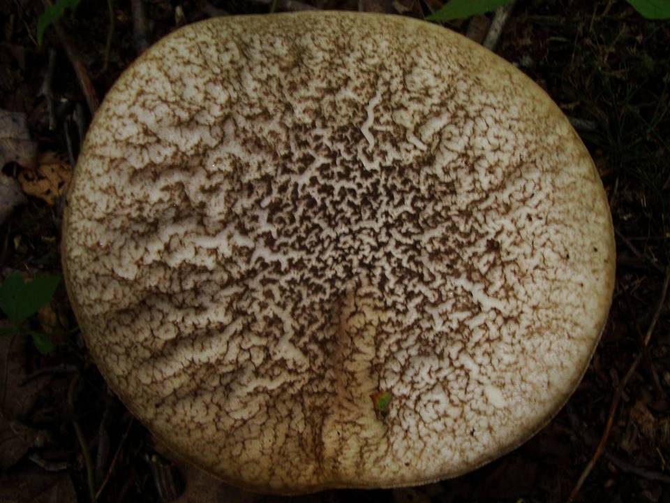 Leccinum albellum f. reticulatum image