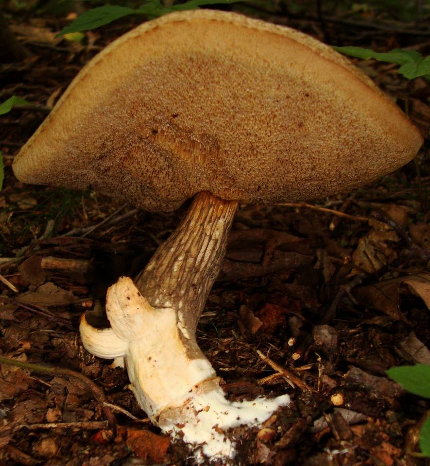 Leccinum albellum f. reticulatum image