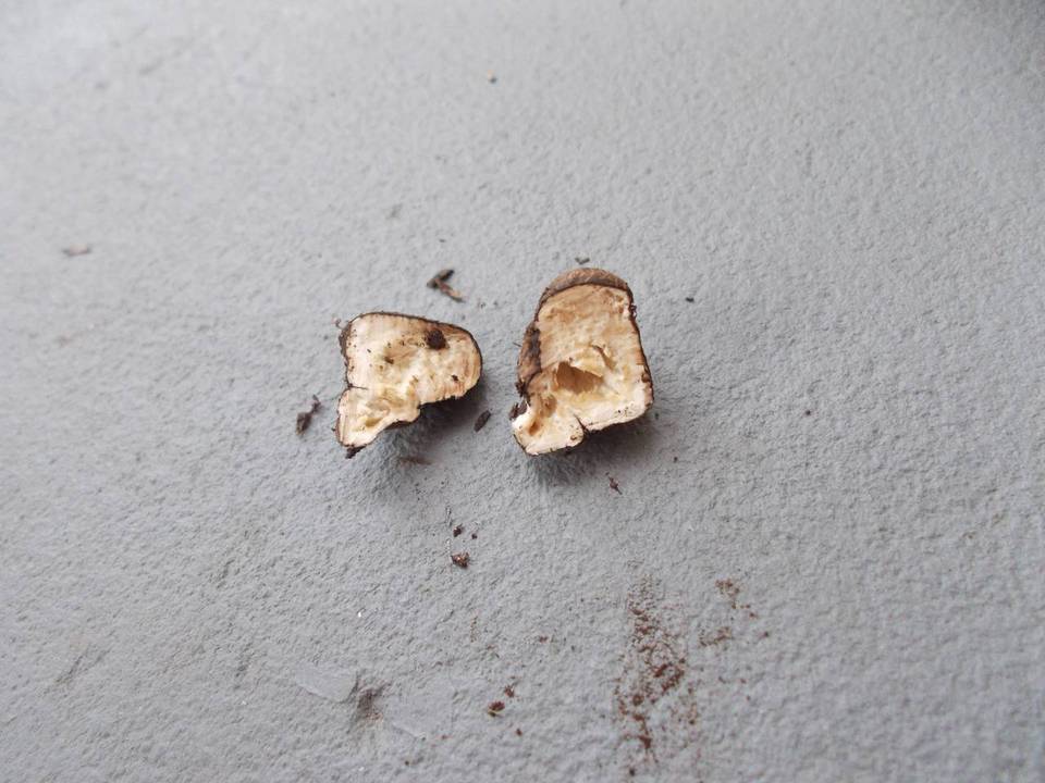 Agrocybe arvalis image