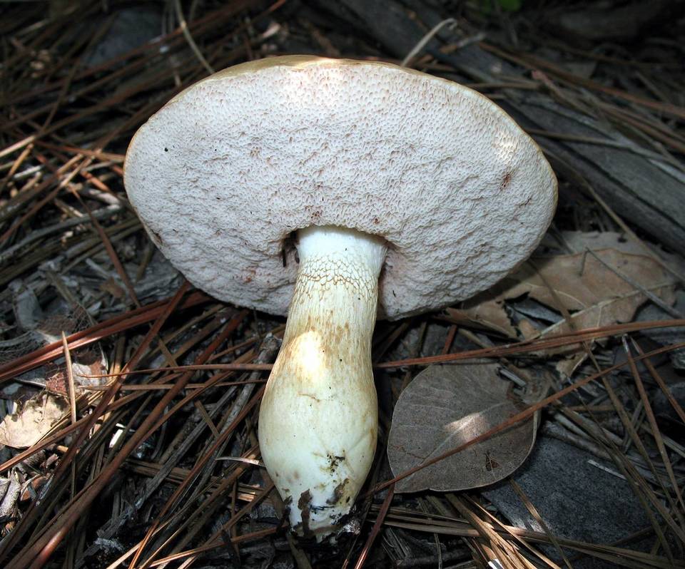 Tylopilus rhoadsiae image