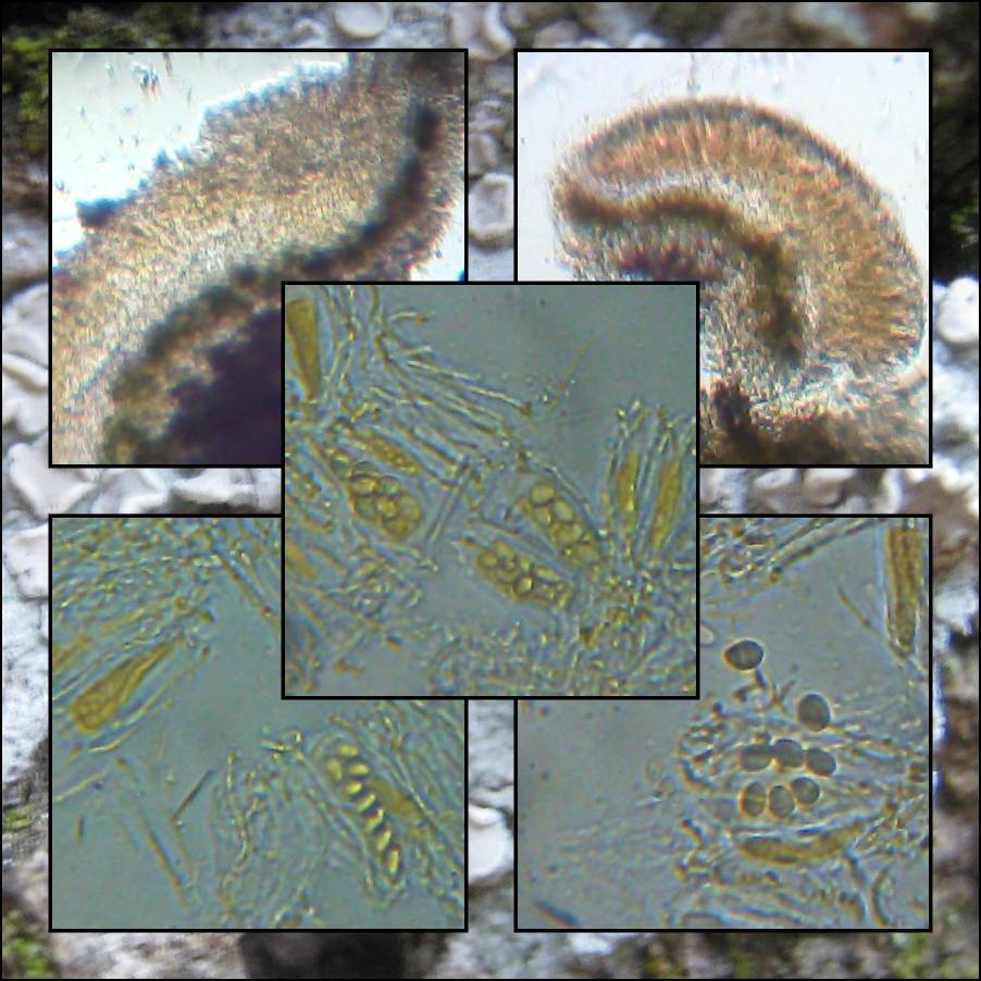 Lecanora albella image