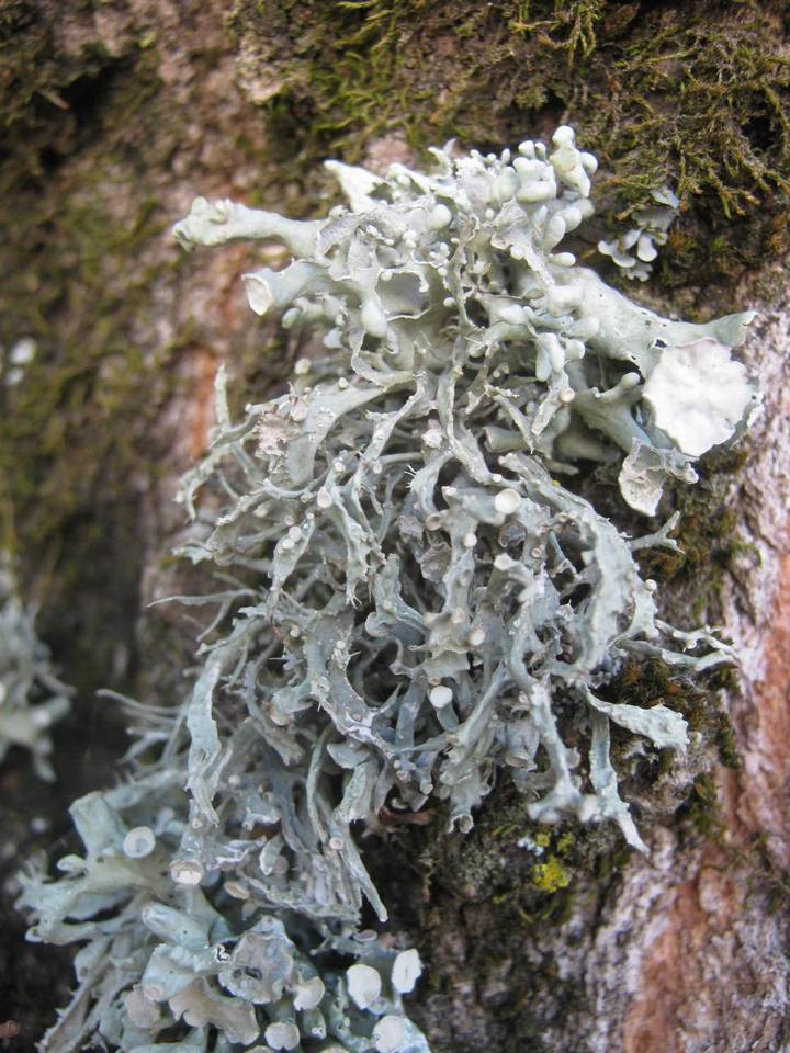 Ramalina fastigiata image