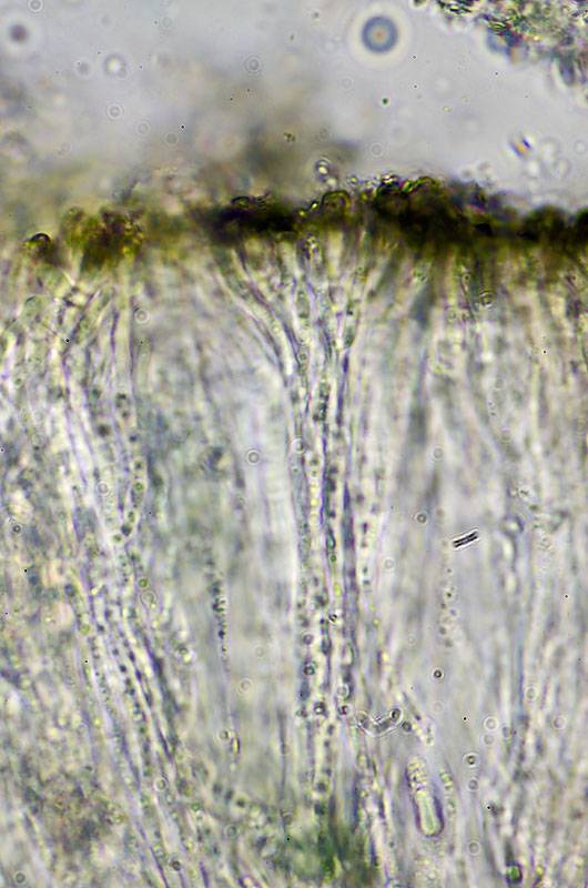 Rhizocarpon umbilicatum image