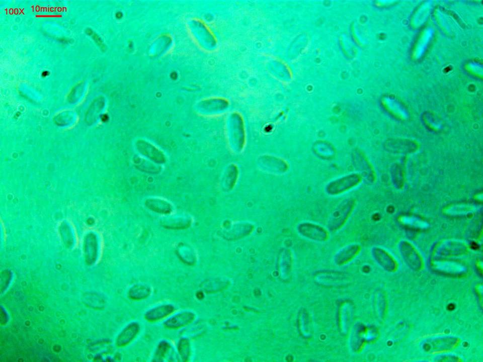Heterogastridium image