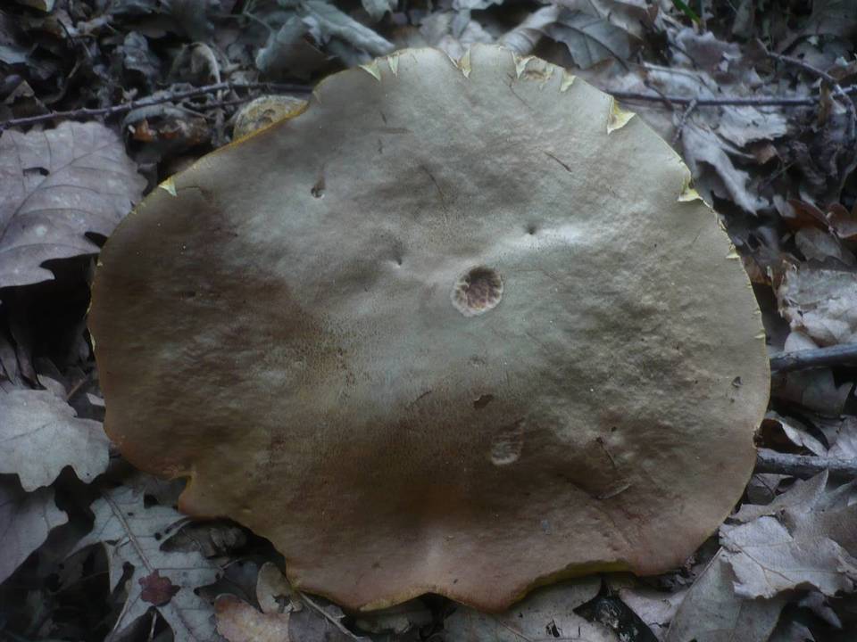 Boletus fechtneri image