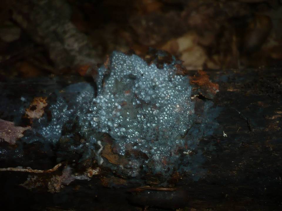 Byssocorticium atrovirens image