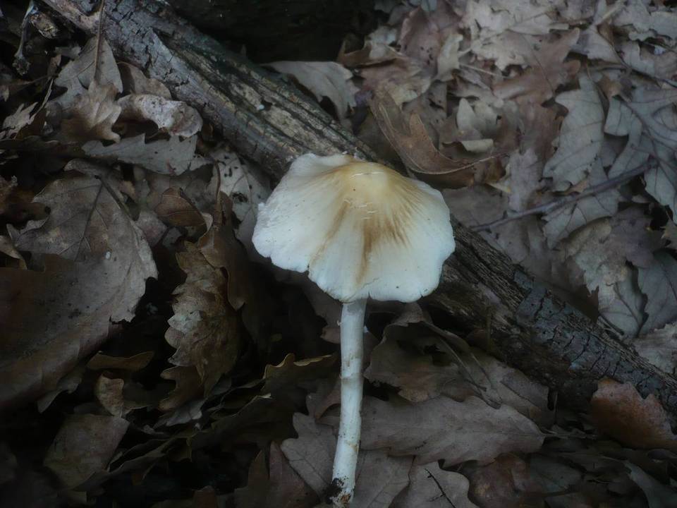 Psathyrella leucotephra image