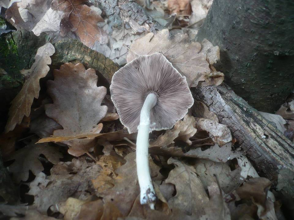Psathyrella leucotephra image