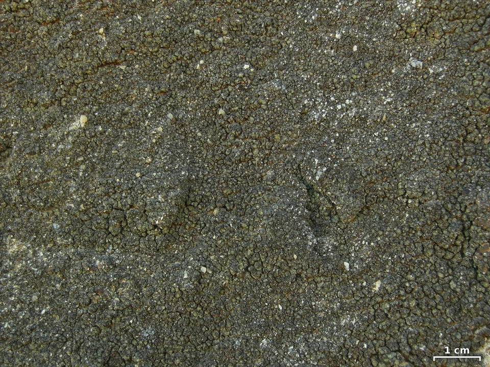 Lepraria santamonicae image