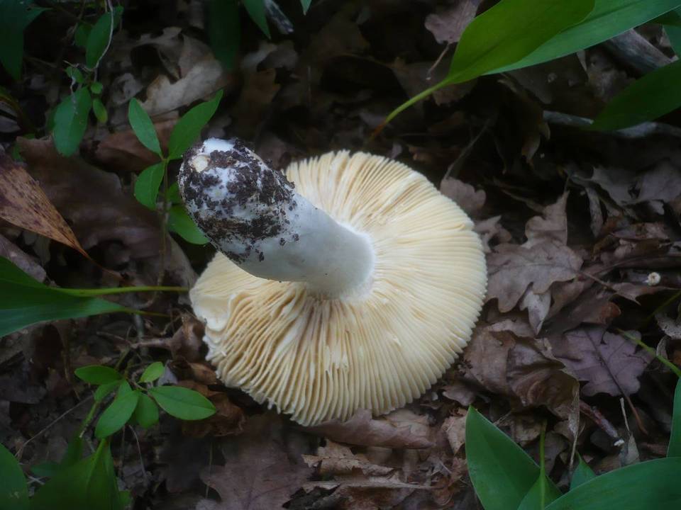 Russula carpini image