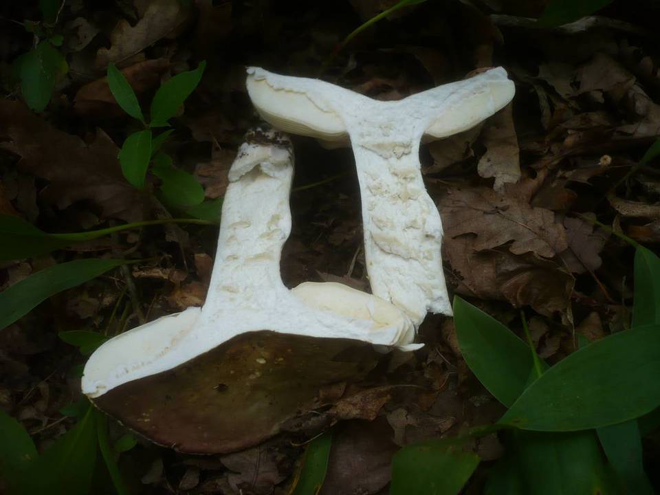 Russula carpini image