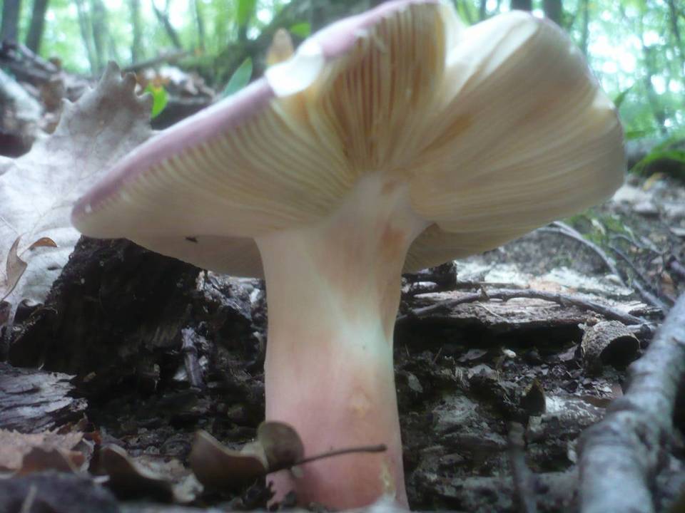 Russula vinosobrunnea image