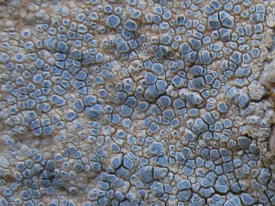 Caloplaca chalybaea image