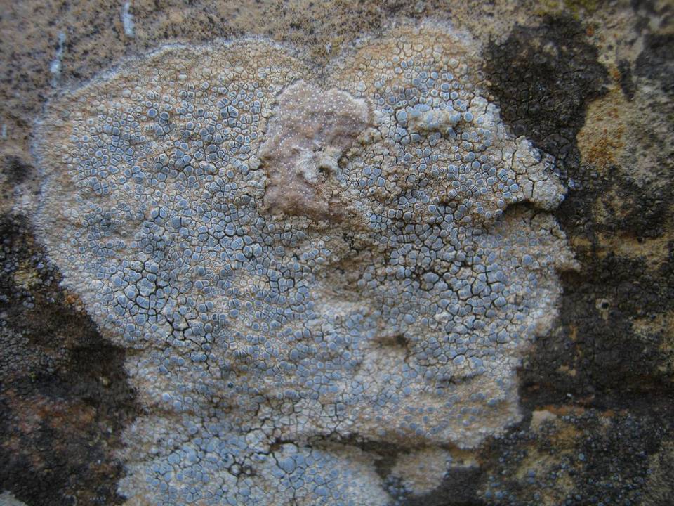Caloplaca chalybaea image