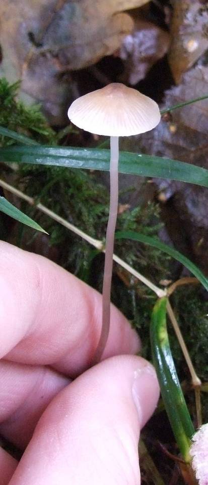 Mycena polygramma image