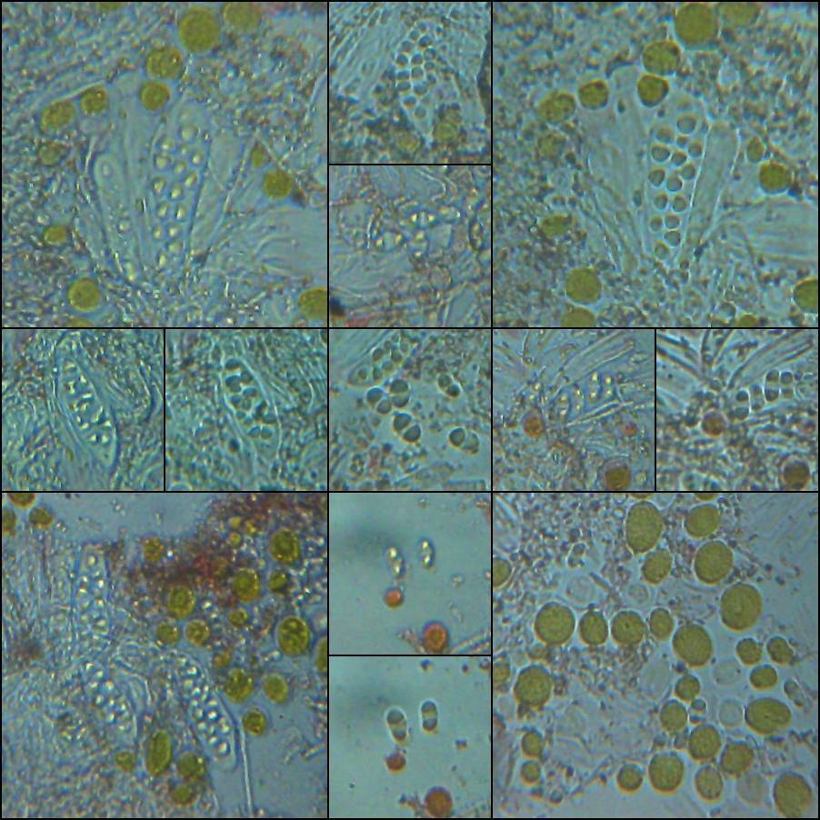 Caloplaca chalybaea image