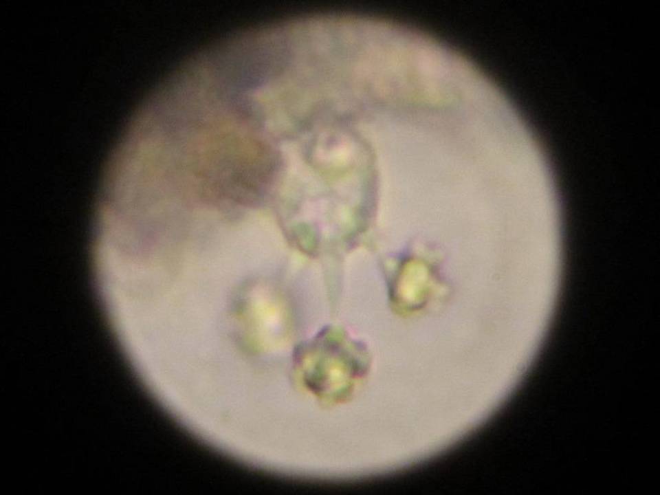 Sarcodon subincarnatus image