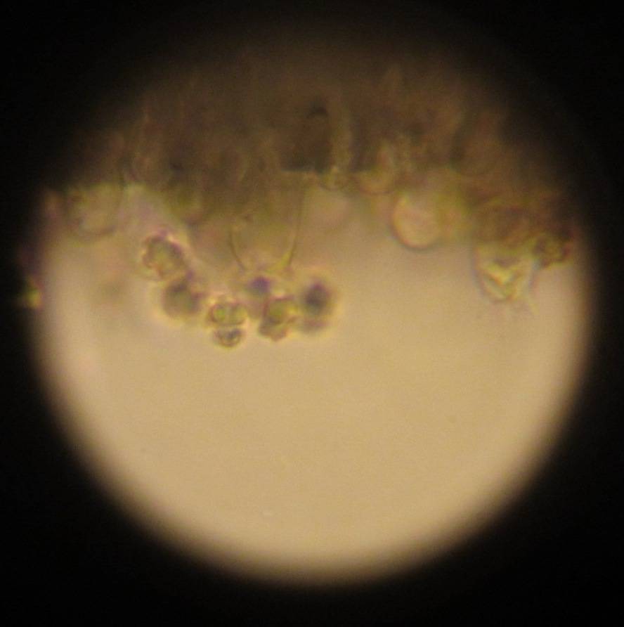 Sarcodon subincarnatus image