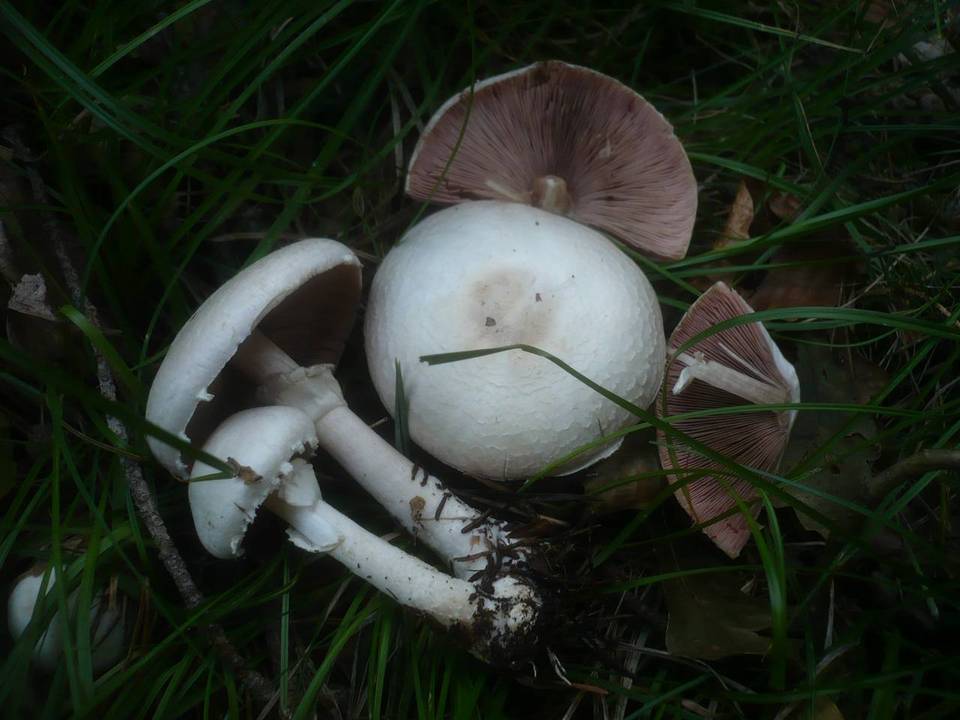 Agaricus alboargillascens image