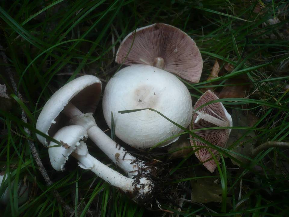 Agaricus alboargillascens image