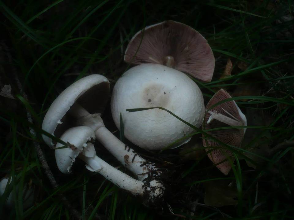 Agaricus alboargillascens image