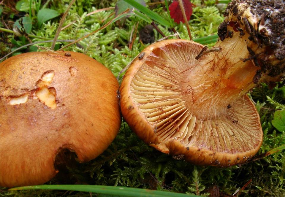 Cortinarius elegantior image