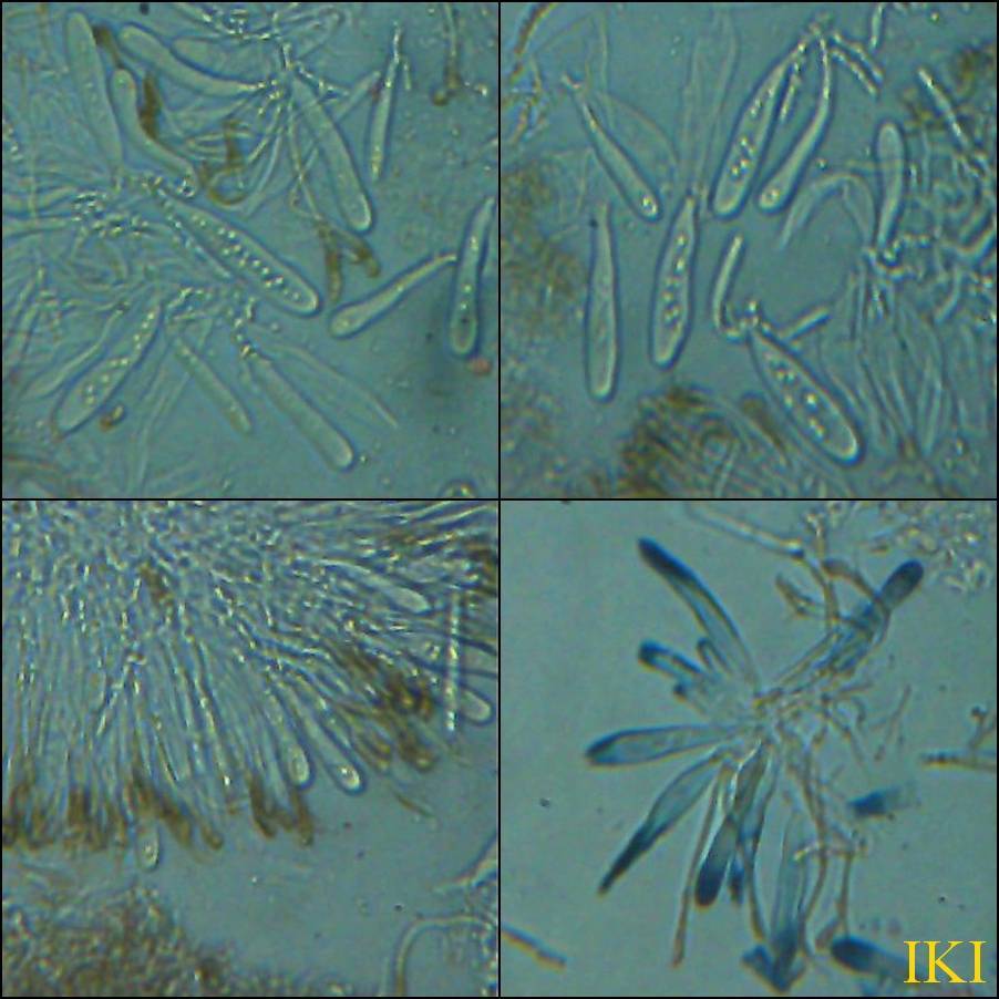 Fuscidea lightfootii image