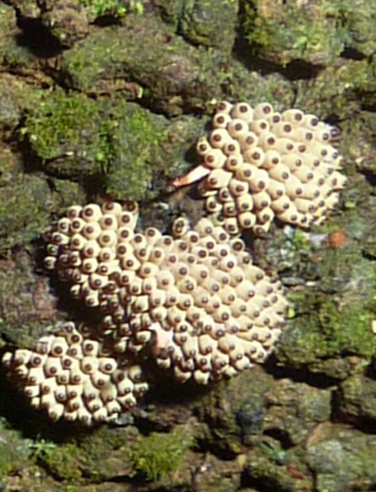 Calostilbe striispora image