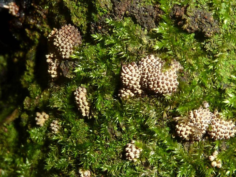 Calostilbe striispora image