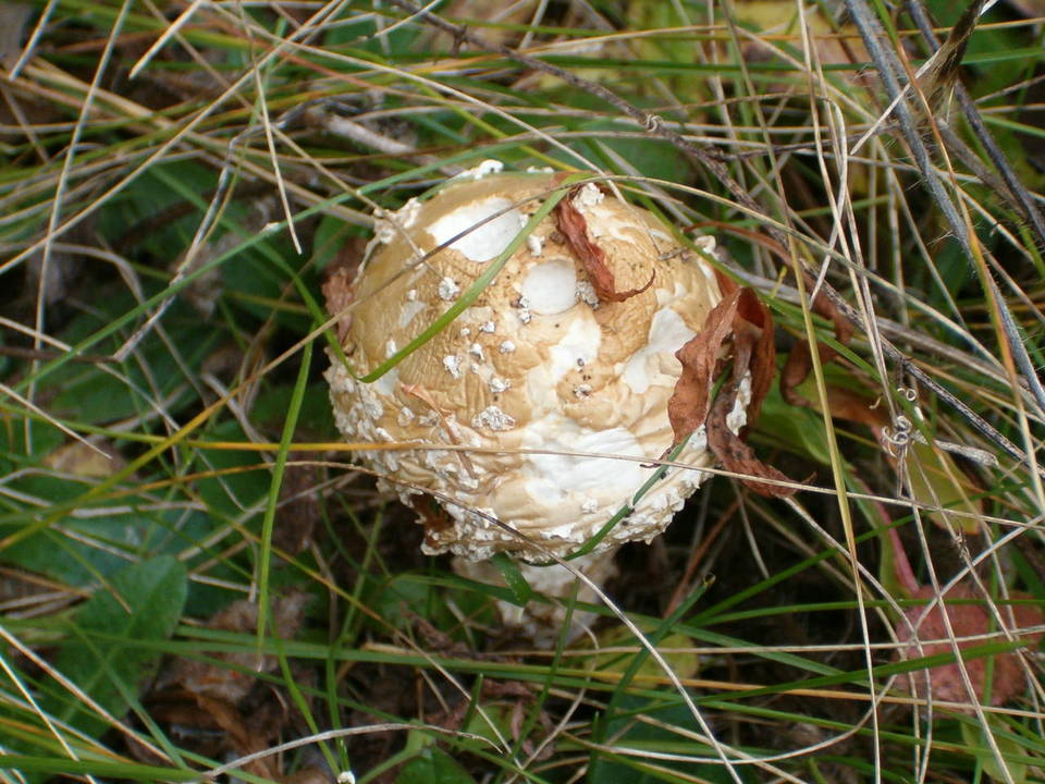 Amanita amerimuscaria image