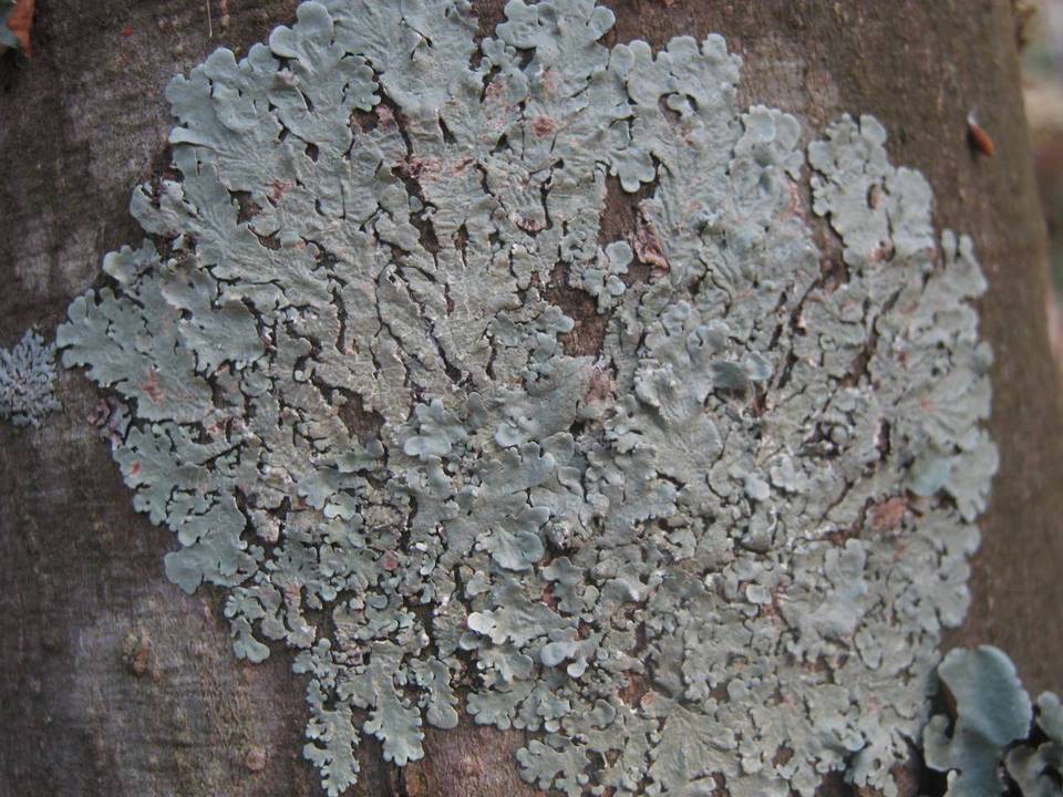 Flavoparmelia soredians image