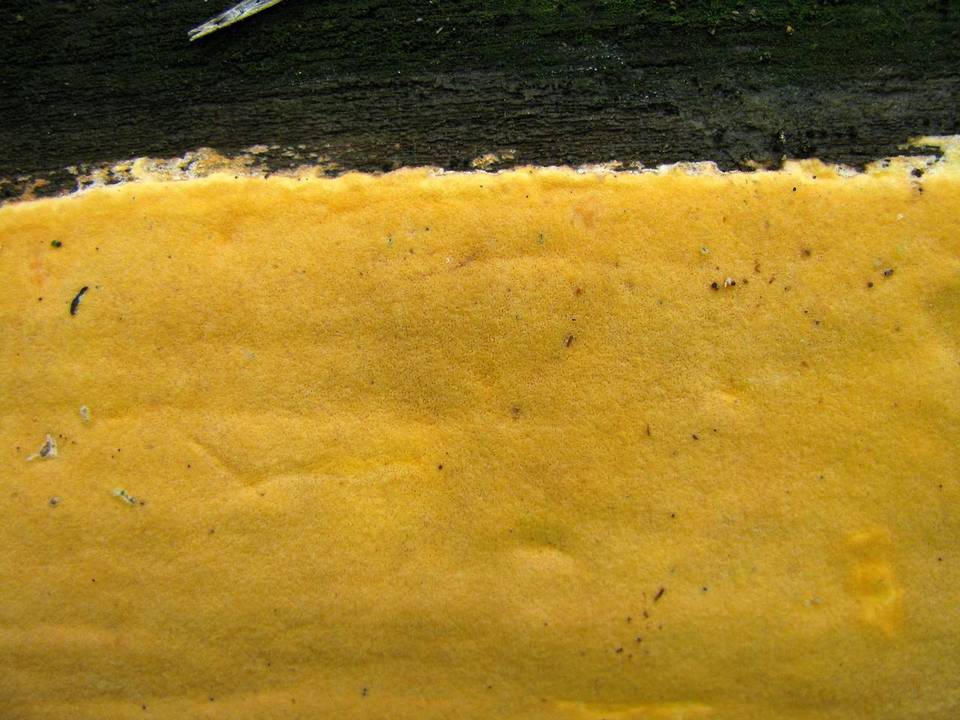 Hapalopilus mutans image