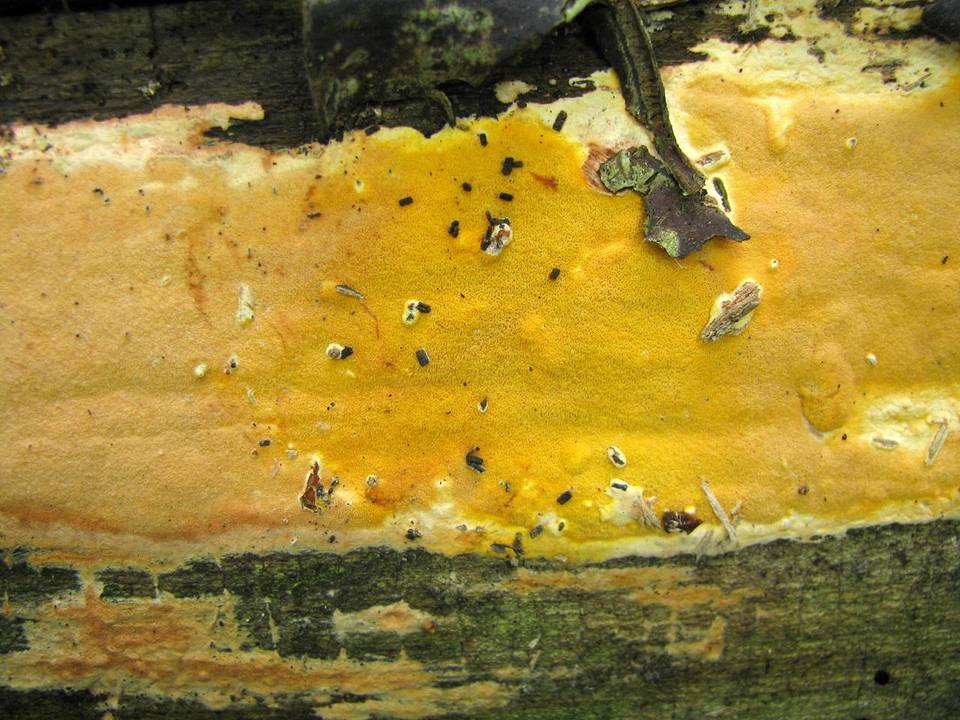 Hapalopilus mutans image