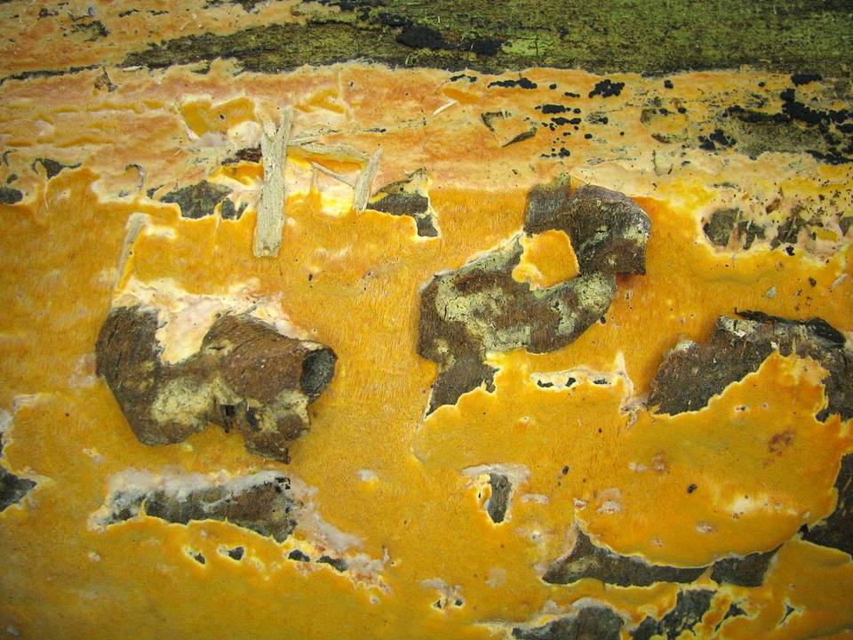Hapalopilus mutans image