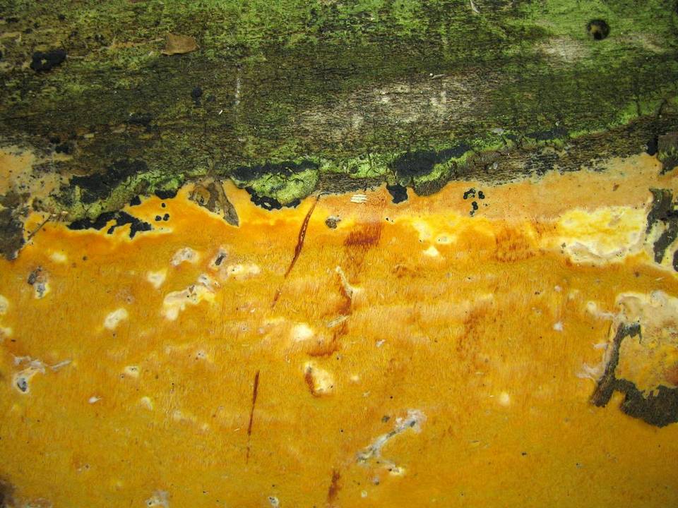 Hapalopilus mutans image
