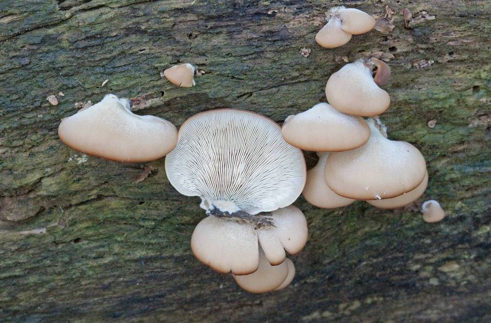 Lentinellus castoreus image