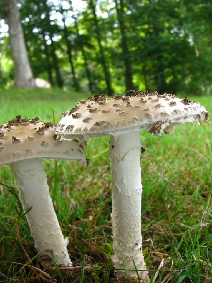 Amanita cinereopannosa image