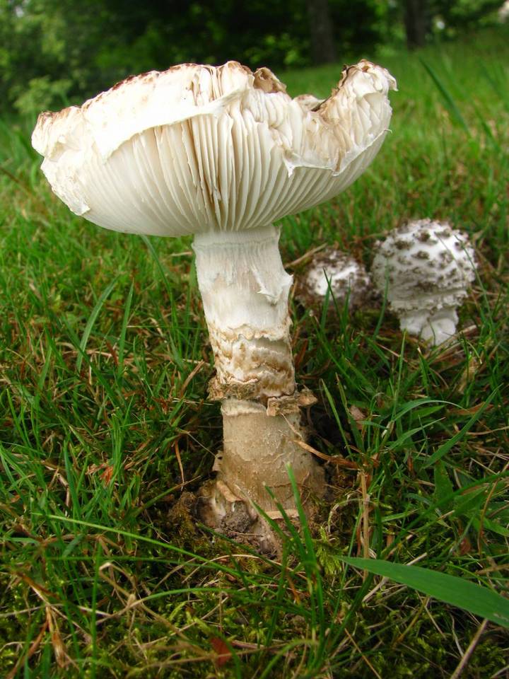 Amanita cinereopannosa image