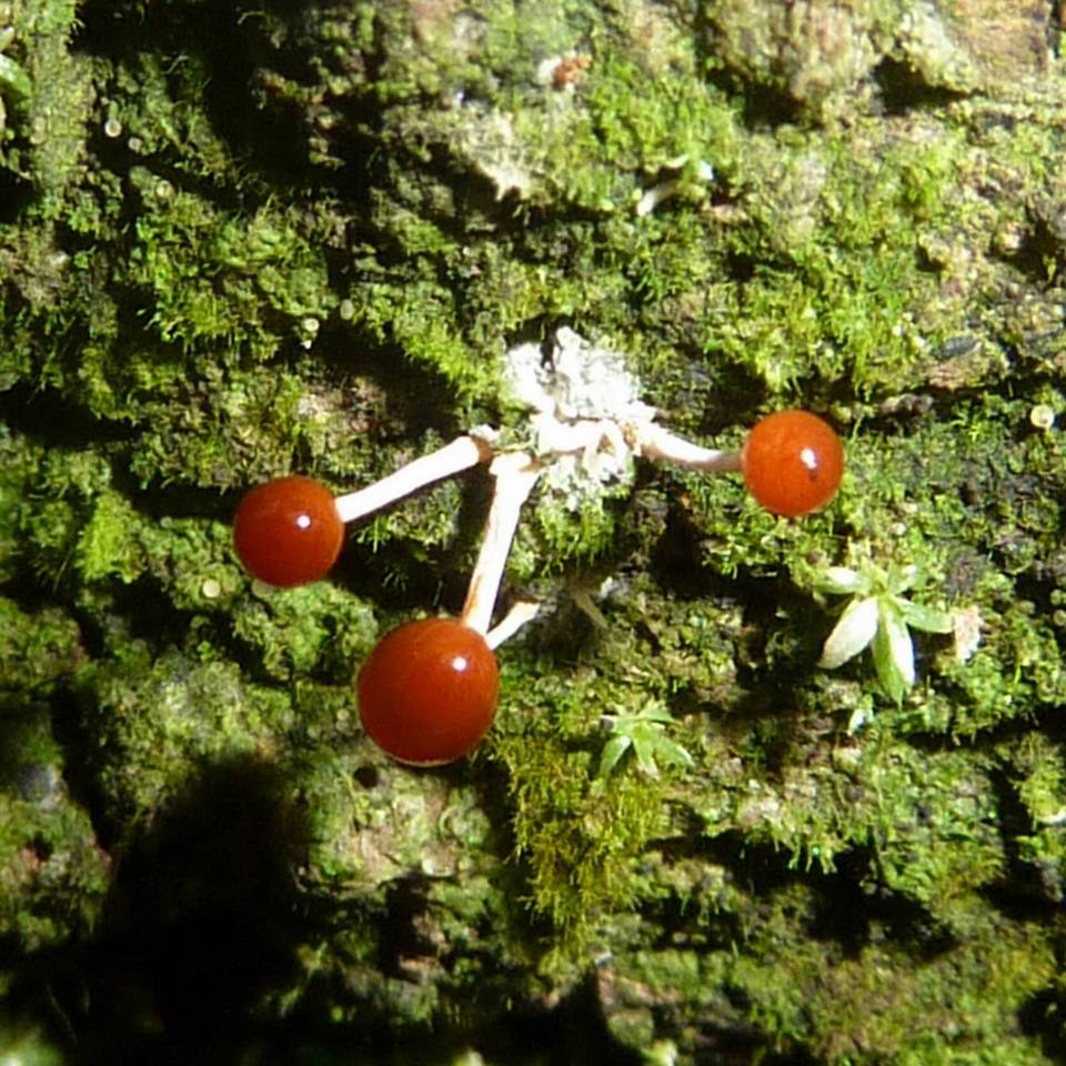 Calostilbella calostilbe image