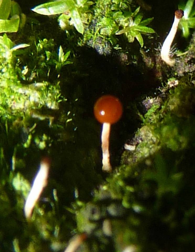 Calostilbella calostilbe image