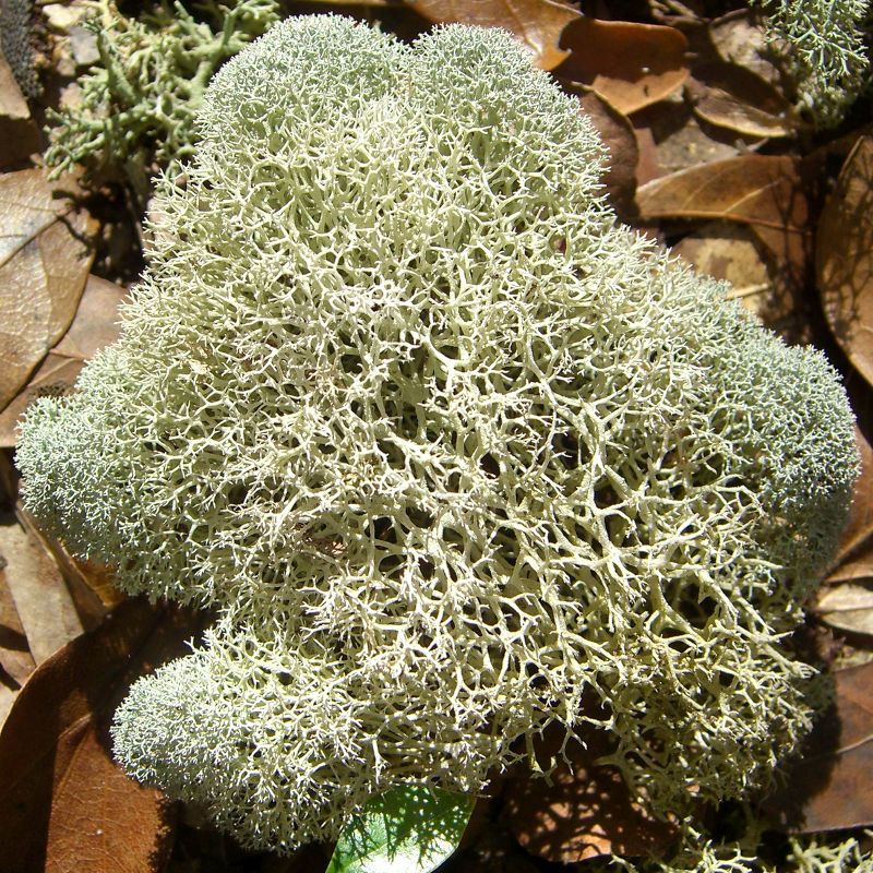 Cladina evansii image