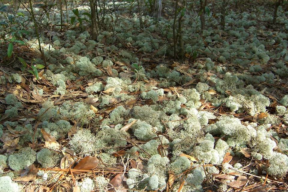 Cladina evansii image