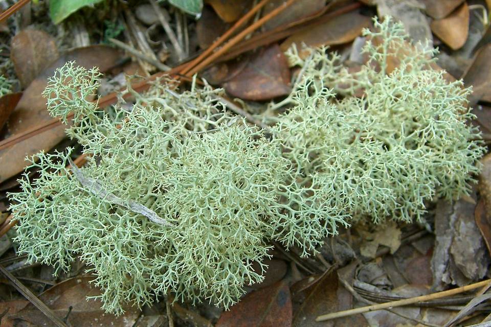Cladina subtenuis image