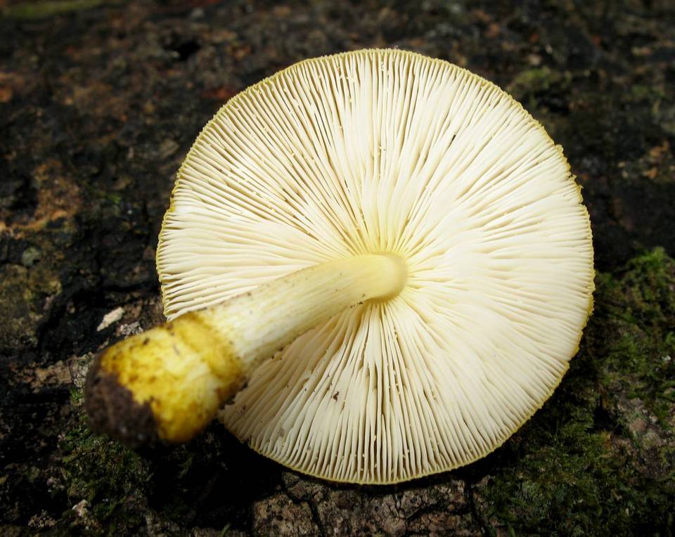 Pluteus mammillatus image