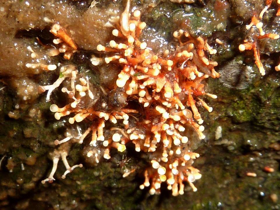 Nectria pseudotrichia image